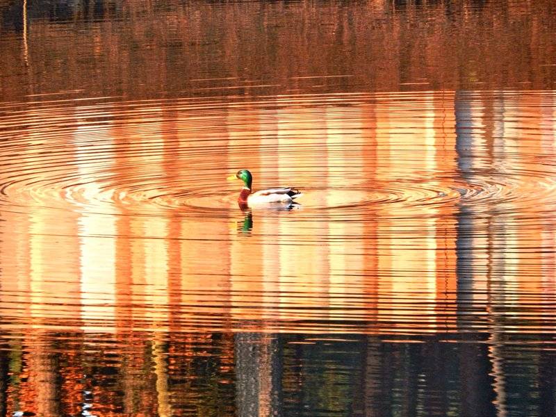 Ретрит-центр фото 15